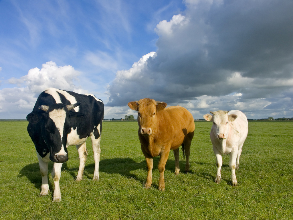 rolnik, rolnictwo, portal rolny, bydło, ceny wołowiny, pogłowie bydła