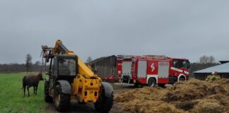 Strażacy uwolnili krowę, która wpadła do szamba