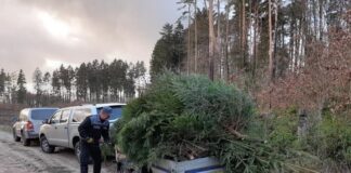 700 choinek od leśników z Piły dla instytucji walczących z pandemią