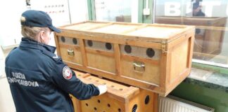 KAS udaremniła przemyt 5 chronionych sokołów