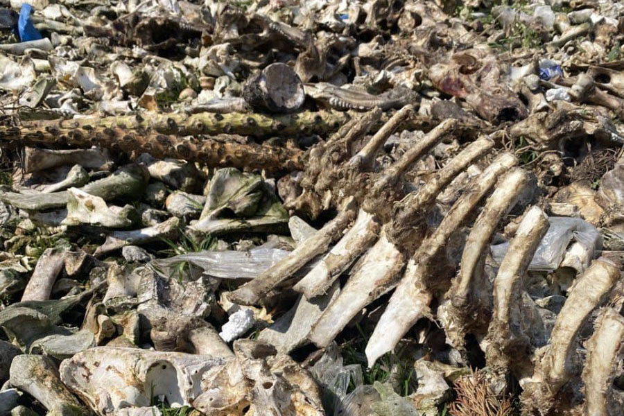 Ogromne ilości odpadów na jednej z posesji w gminie Sochaczew