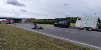 Na autostradzie koń wypadł z przyczepki i połamał nogi