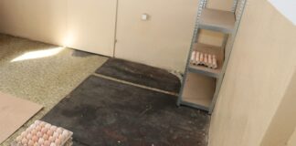 Ukradł 800 jajek – teraz spędzi 3 miesiące w areszcie