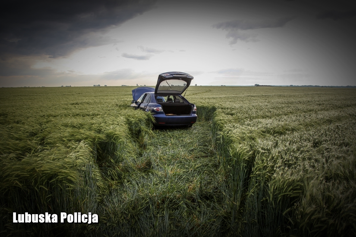 Pościg w zbożu. Padły strzały