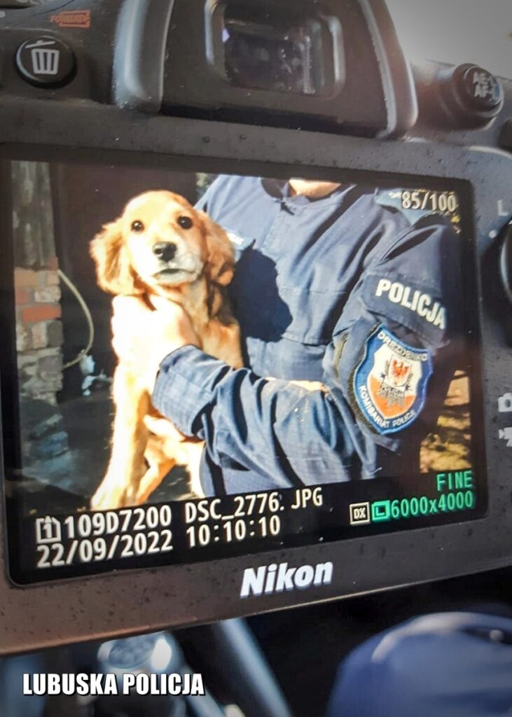 MORUS W ŚMIERTELNEJ PUŁAPCE. Z POMOCĄ PRZYSZLI POLICJANCI