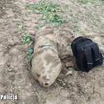 120-kilogramowa bomba pod kołami ciągnika. Niebezpieczne znalezisko podczas prac polowych