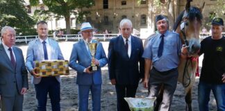 Klacz IFEDA – superczempioną klaczy polskich koni zimnokrwistych