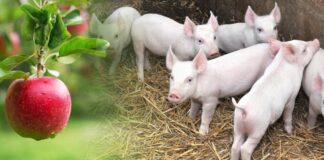 Blisko 142 mln zł dla producentów trzody chlewnej i ponad 56 mln zł dla producentów jabłek – trwa wypłata