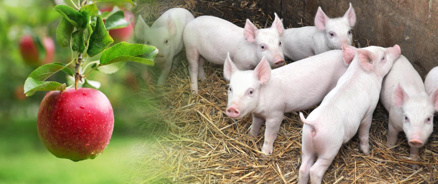 Blisko 142 mln zł dla producentów trzody chlewnej i ponad 56 mln zł dla producentów jabłek – trwa wypłata