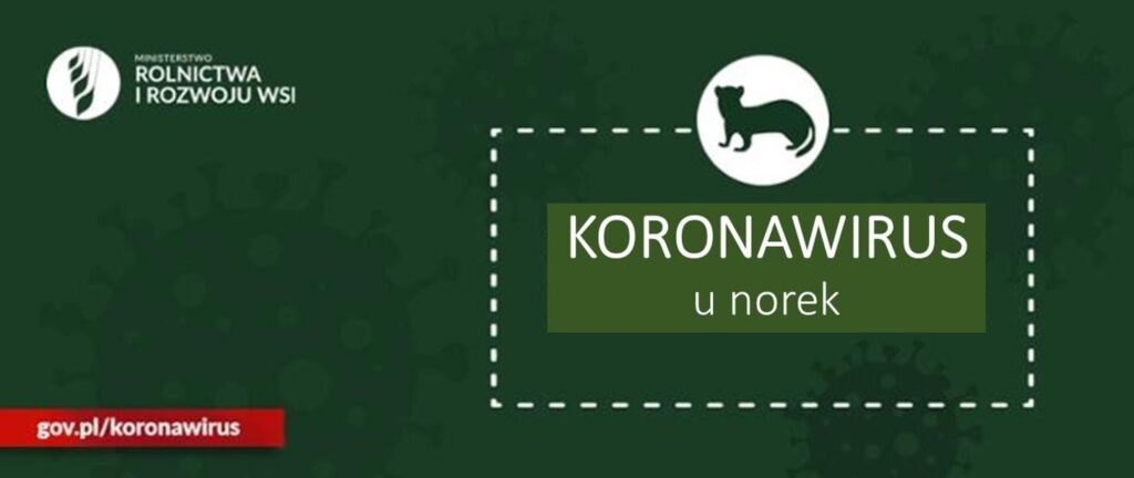 Pierwszy przypadek zakażenia SARS-CoV-2 u norek w Polsce