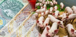 Zapowiedź poważnego wsparcia dla producentów świń – 100 zł do każdego prosięcia