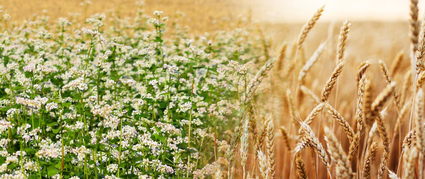 Wsparcie dla producentów pszenicy lub gryki, którzy sprzedali je po 14 kwietnia – będzie zmiana w naborze