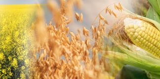 Wsparcie krajowe dla producentów zbóż i roślin oleistych – można już składać wnioski