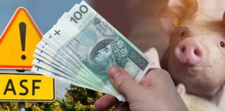 Pomoc na inwestycje zapobiegające ASF – nabór wydłużony do 20 października