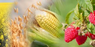 31 października – ostatni dzień naborów dla właścicieli plantacji malin oraz producentów zbóż i roślin oleistych