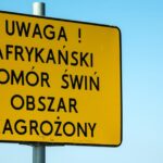 Koniec „czerwonej strefy” w Polsce. Rolnicy odetchną po miesiącach restrykcji ASF