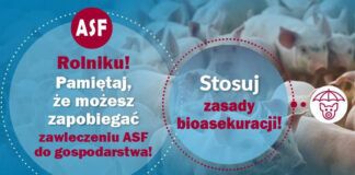 ASF – Główny Inspektorat Weterynarii przypomina o zasadach bioasekuracji