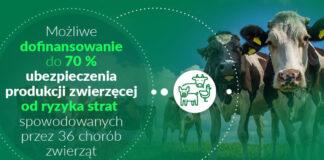 Ubezpieczenia produkcji zwierzęcej z dopłatą do 70 proc.