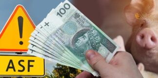 Ponad 1,5 mln zł wypłacone hodowcom świń. Wciąż można składać wnioski!