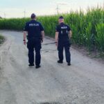 „Złote kolby” wracają! Policja ruszyła na pola