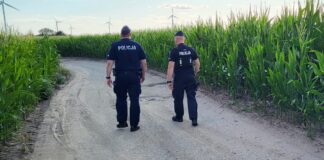 „Złote kolby” wracają! Policja ruszyła na pola