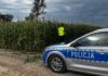 Śruby i pręty w kukurydzy. Policja używa dronów, by chronić kombajny