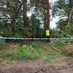 Śmiertelny wypadek podczas wycinki. Drzewo przygniotło 34-latka