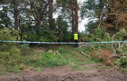 Śmiertelny wypadek podczas wycinki. Drzewo przygniotło 34-latka