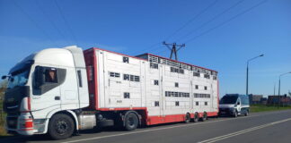 Transport bydła zatrzymany. 21 godzin bez karmienia i pojenia!