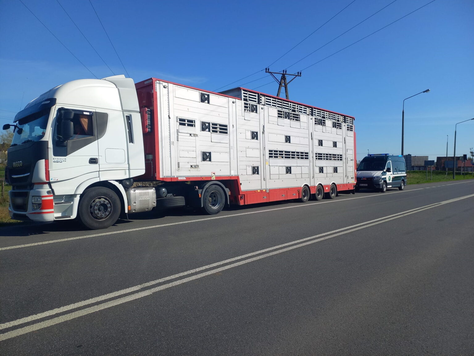 Krowy jechały z Węgier do Uzbekistanu bez odpoczynku i karmienia!