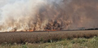 Ogromny pożar koło Strzelec Krajeńskich. Spaliło się 150 hektarów zboża (VIDEO)