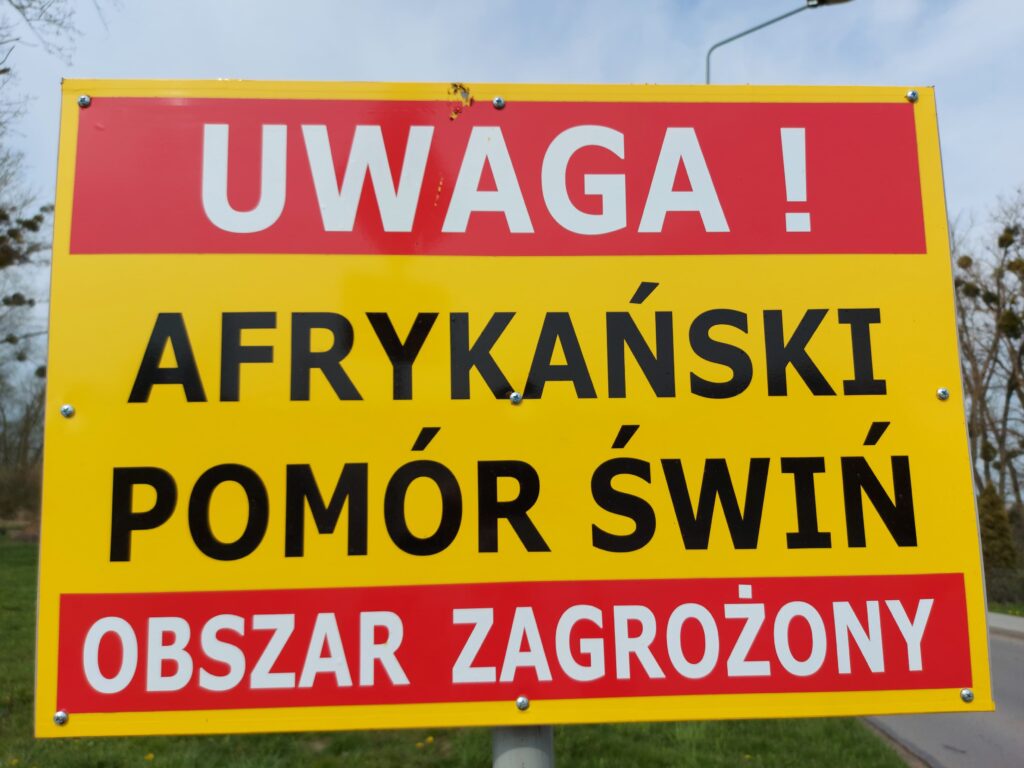 ASF:  ułatwienia w przemieszczaniu świń z gospodarstw