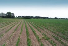 Odporność chwastów na herbicydy w uprawie kukurydzy – narastające wyzwanie agrotechniczne