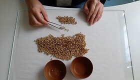 PIORiN przebadał materiał siewny. Są dyskwalifikacje
