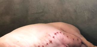 Rekordowa locha – 23 sutki funkcjonalne!