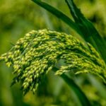 Nie tylko pszenica i jęczmień. Pradziejowy „superfood” podbija Kujawy