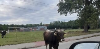 7 byków sforsowało ogrodzenie i uciekło z gospodarstwa