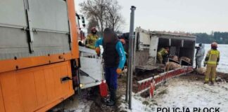 Ciężarówka przewożąca 160 świń wypadła z zakrętu. Groźny wypadek koło Płocka