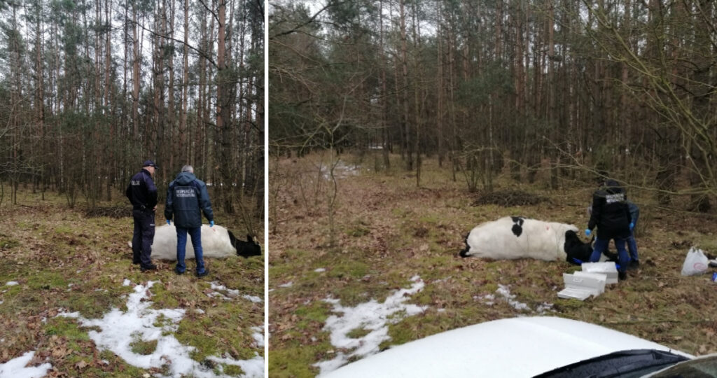 Agresywny byk zabił właściciela