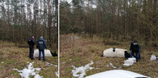 Agresywny byk zabił właściciela