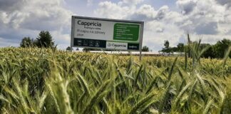 Pola Klasy S firmy Syngenta w Polwicy