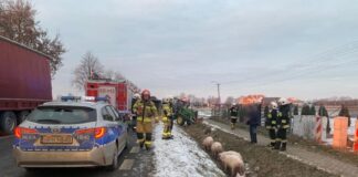 Świnie na drodze, ciągnik w rowie – niebezpieczna kolizja w Somiance