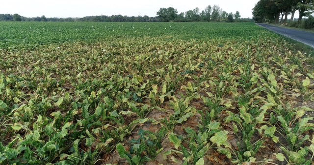 Przędziorek chmielowiec na plantacjach buraka cukrowego