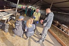 Setki sztuk bydła zninęły z gospodarstw. CBŚP zatrzymało podejrzanych Polaków