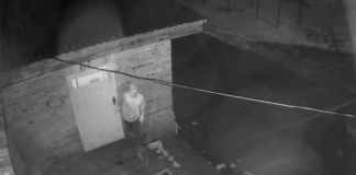 Włamał się do chlewni i ukradł 115 warchlaków!