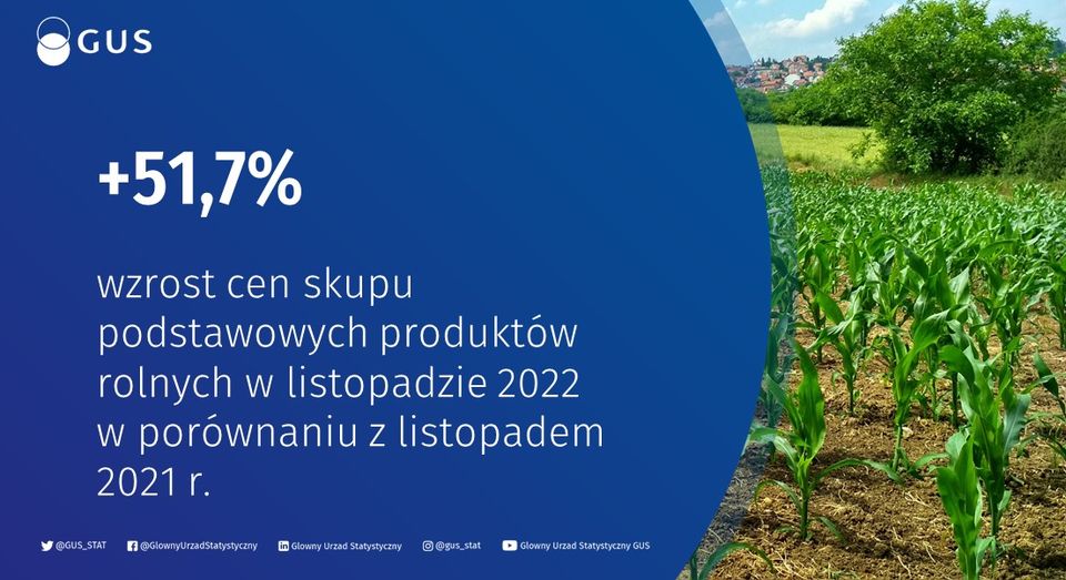 Ceny skupu podstawowych produktów rolnych w listopadzie 2022 r. były wyższe o 51,7% (rdk)