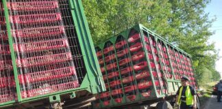 Transport drobiu w rowie. Jaka kara dla kierowcy?
