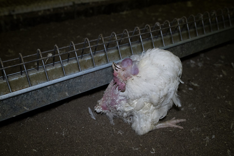 Hodowca drobiu skazany za zabicie 2000 zwierząt ze szczególnym okrucieństwem