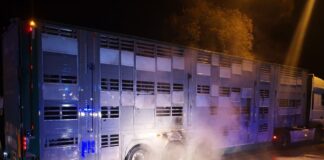 Policjanci gasili pożar naczepy przewożącej zwierzęta