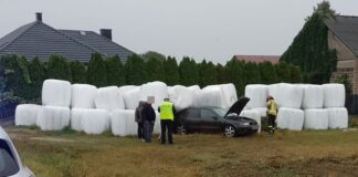 Nie zatrzymał go zakaz, zatrzymały kiszonki!